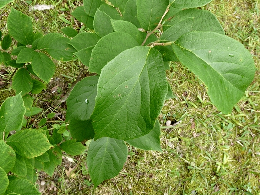 {Styrax grandifolius}